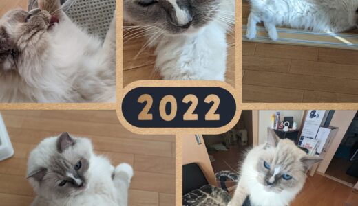 2022年の猫画像まとめ