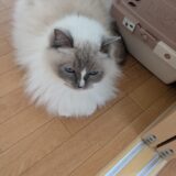 「親が作るカレーがまずい」という話を聞いて、自分も思ってたなーという話
