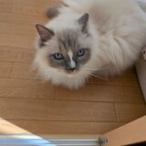 お腹ピーピー芸人は人ごとじゃないと思って見てた話