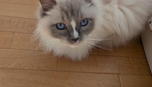 お腹ピーピー芸人は人ごとじゃないと思って見てた話