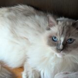 事故物件への入居を考えている人へのアドバイス『事故物件入居者を焼こうとしてくる奴らに注意』生きている人間の方が恐ろしかった