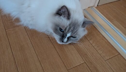 そろそろ旅行か遠出したいなあという話