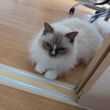 子供の頃は色んなキャラクターとか物が怖かった話