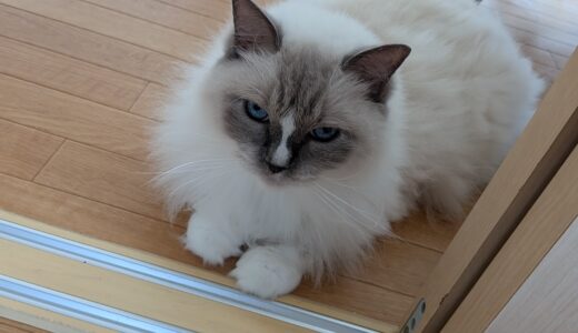 子供の頃は色んなキャラクターとか物が怖かった話