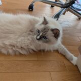 AIの使い方って難しい話