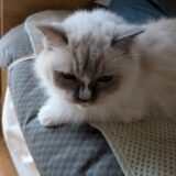 2025年10月21日の日記とニュース(コメダのドデカバーガーは確かにでかかった)