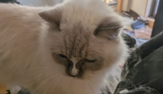 2025年10月23日の日記とニュース(今日は解説が欲しいニュース多かった)