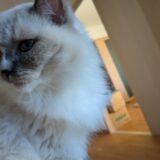 2025年11月08日の日記とニュース(いつ暖房つけようか迷う)