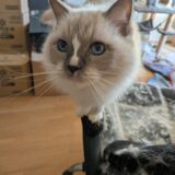 2025年11月04日の日記とニュース(車検は無事終わり。結構な金額だった)