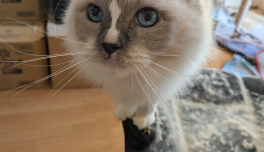 2025年11月04日の日記とニュース(車検は無事終わり。結構な金額だった)