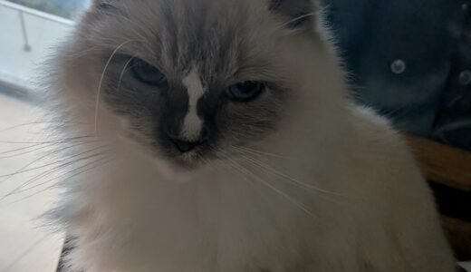 2025年11月05日の日記とニュース(いい加減携帯をe-simに変えないといけない)