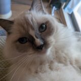 2025年11月06日の日記とニュース(週末何食べようかな)