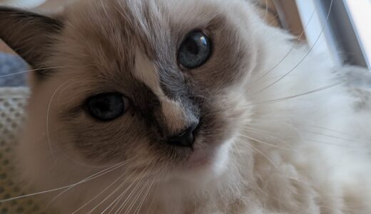 2025年11月06日の日記とニュース(週末何食べようかな)