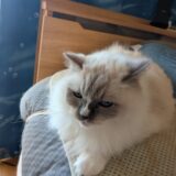 2025年11月07日の日記とニュース(歯医者行くの忘れてた)