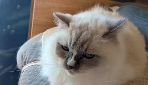 2025年11月07日の日記とニュース(歯医者行くの忘れてた)