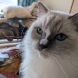 2025年11月10日の日記とニュース(ついに暖房付け始めた)