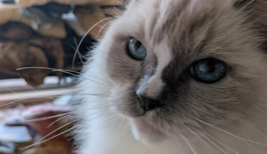 2025年11月10日の日記とニュース(ついに暖房付け始めた)