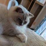 2025年11月11日の日記とニュース(スガキヤの記事みてたら食べたくなってきた)