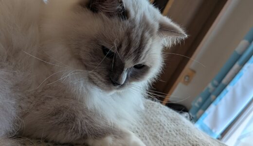 2025年11月11日の日記とニュース(スガキヤの記事みてたら食べたくなってきた)