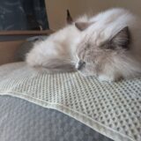 2025年11月12日の日記とニュース(本郷亭が自分が最初に食べた本格ラーメンだった)