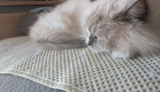 2025年11月12日の日記とニュース(本郷亭が自分が最初に食べた本格ラーメンだった)