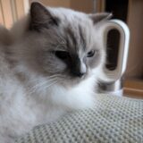 2025年11月13日の日記とニュース(昔は焼き肉食べ放題を食いまくってた)