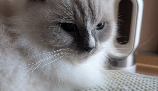 2025年11月13日の日記とニュース(昔は焼き肉食べ放題を食いまくってた)