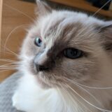 2025年11月14日の日記とニュース(あみやき亭は死ぬほど通った)