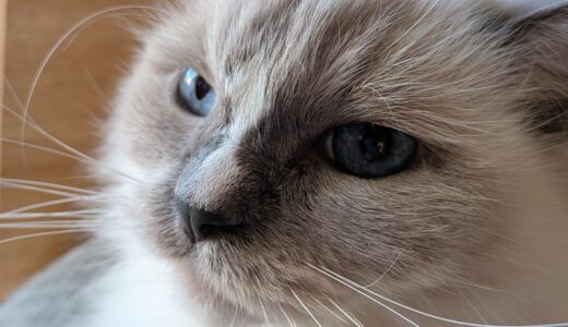 2025年11月14日の日記とニュース(あみやき亭は死ぬほど通った)