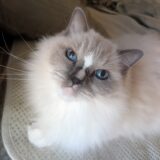 2025年11月17日の日記とニュース(子供の頃の大晦日は小さな神社に初詣してた)