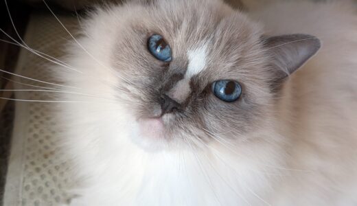 2025年11月17日の日記とニュース(子供の頃の大晦日は小さな神社に初詣してた)