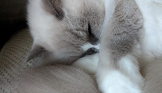 2025年11月19日の日記とニュース(100円寿司一番行ったのはたぶんはま寿司)