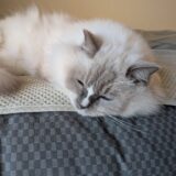 2025年11月20日の日記とニュース(栄にあったジンギスカン焼肉もう一回行きたかった)