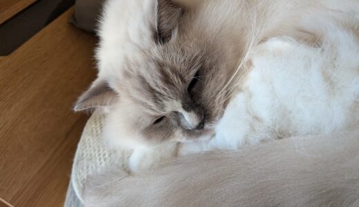 2025年11月21日の日記とニュース(予約しようと思ったらすでに売り切れてた)