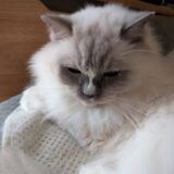 2025年11月25日の日記とニュース(来々亭が最初の外食ラーメンだったら一番好きになってた)