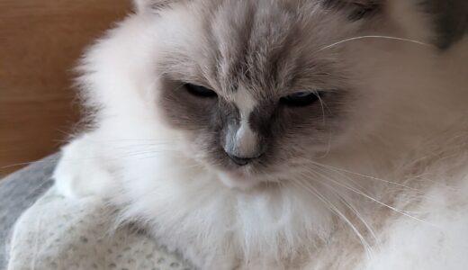 2025年11月25日の日記とニュース(来々亭が最初の外食ラーメンだったら一番好きになってた)