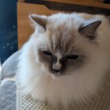 2025年11月26日の日記とニュース(今週末マッサージ行きたいなー)