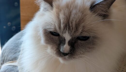 2025年11月26日の日記とニュース(今週末マッサージ行きたいなー)