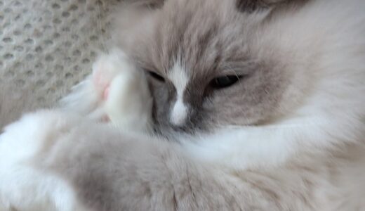 2025年11月27日の日記とニュース(久しぶりに残業たっぷり)