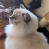 2025年11月29日の日記とニュース(なんか近所に良さそうな定食店ができてた)