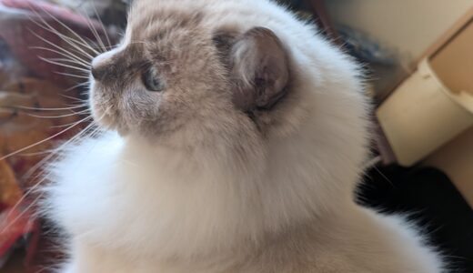 2025年11月29日の日記とニュース(なんか近所に良さそうな定食店ができてた)