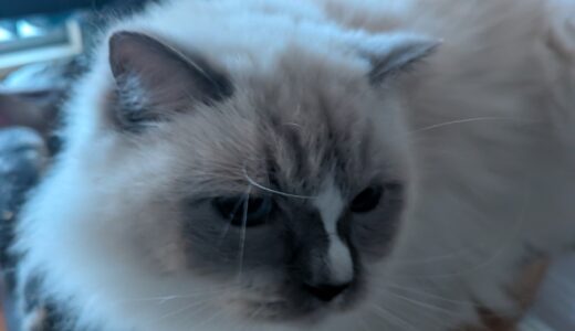 2025年12月01日の日記とニュース(明日はコメダのグラコロ食べる)