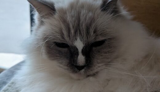 2025年12月02日の日記とニュース(コメダの新作グラコロは微妙だった)