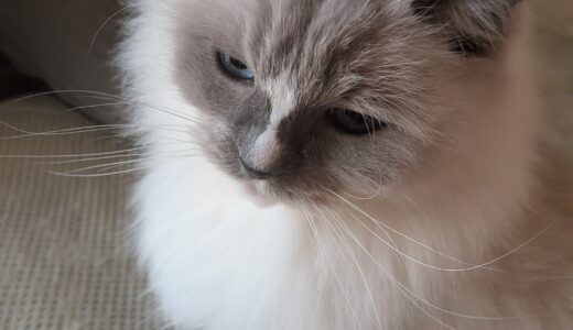 2025年12月05日の日記とニュース(色々と値上がりしてて大変そう)