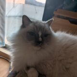 2025年12月08日の日記とニュース(明日外食だけど行きたい店が休み)