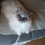 2025年12月09日の日記とニュース(地震って忘れた頃にくるから怖い)