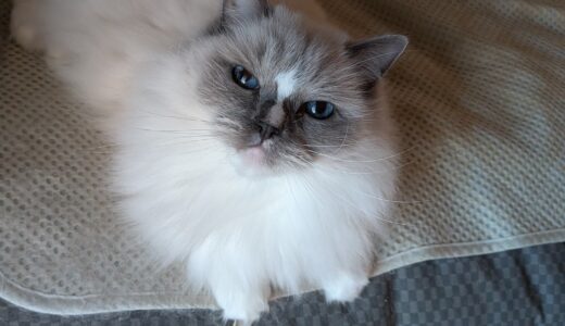 2025年12月09日の日記とニュース(地震って忘れた頃にくるから怖い)