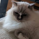 2025年12月11日の日記とニュース(近所に麻辣湯専門店ができるみたい)