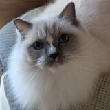 2025年12月12日の日記とニュース(胃カメラ時の麻酔効きが悪い人多いな)