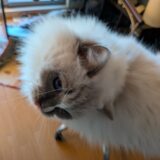 2025年12月16日の日記とニュース(コメダの新作シロノワールは普通だった)